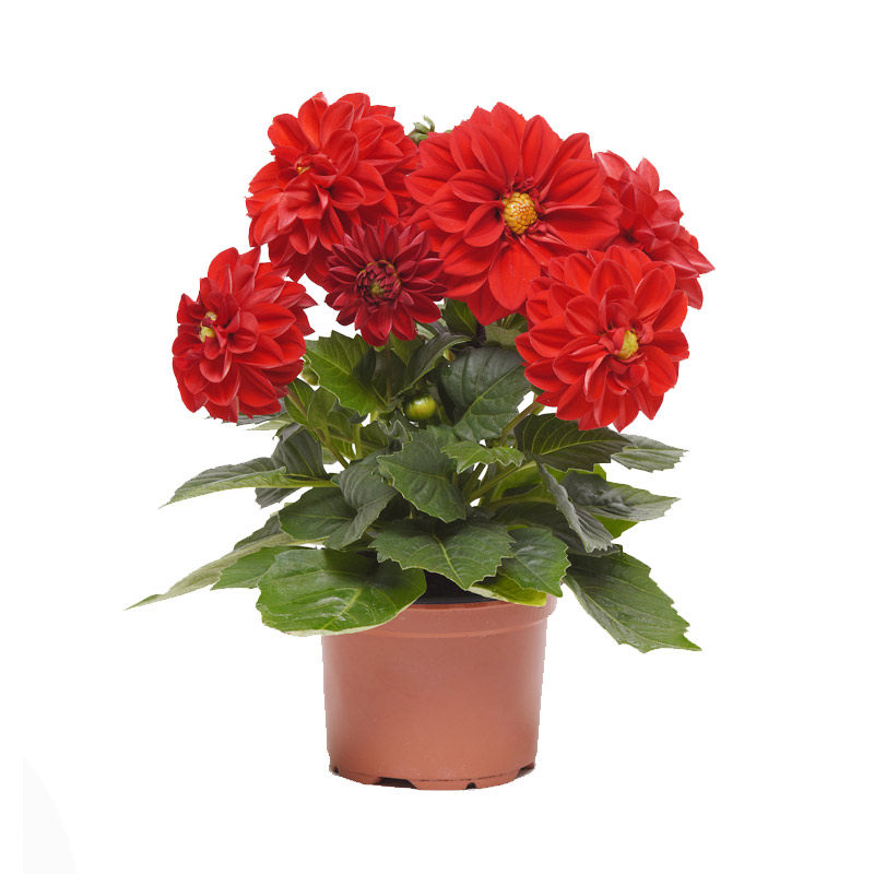 进口大丽花种子 秋播四季易种家庭室内阳台花卉 盆栽