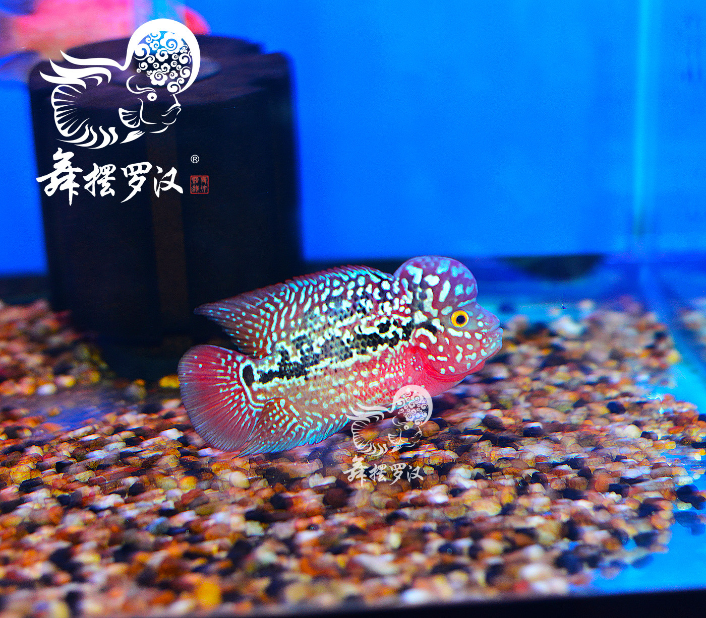 包邮 已售/舞摆 罗汉鱼活体 鸿运当头  德萨斯 金马骝/ 帝王金花2070