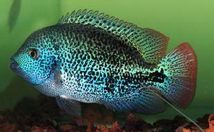 特价活鱼苗_小鱼活观赏鱼活体天网火口淡水大鱼苗超大凶猛观赏鱼活物