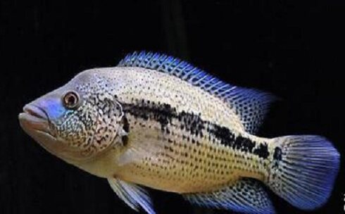 鱼活体 好养_美鲷活体道氏火口猛鱼热带淡水鱼大中型观赏鱼易养凶猛鱼