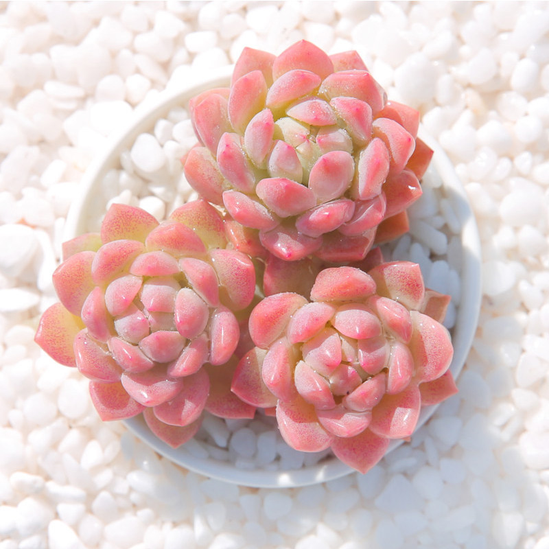 子持白莲 粉蔓莲帕米玫瑰多肉植物绿植盆栽萌