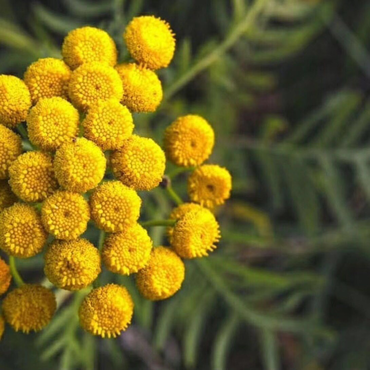 现货瑞士天然farfalla保湿亮白润肤有机玫瑰纯露花水500ml无酒精