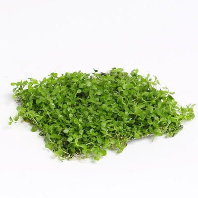 爬地珍珠水草 水族箱鱼缸造景真水草 珍珠草趴地珍珠水草活体2203