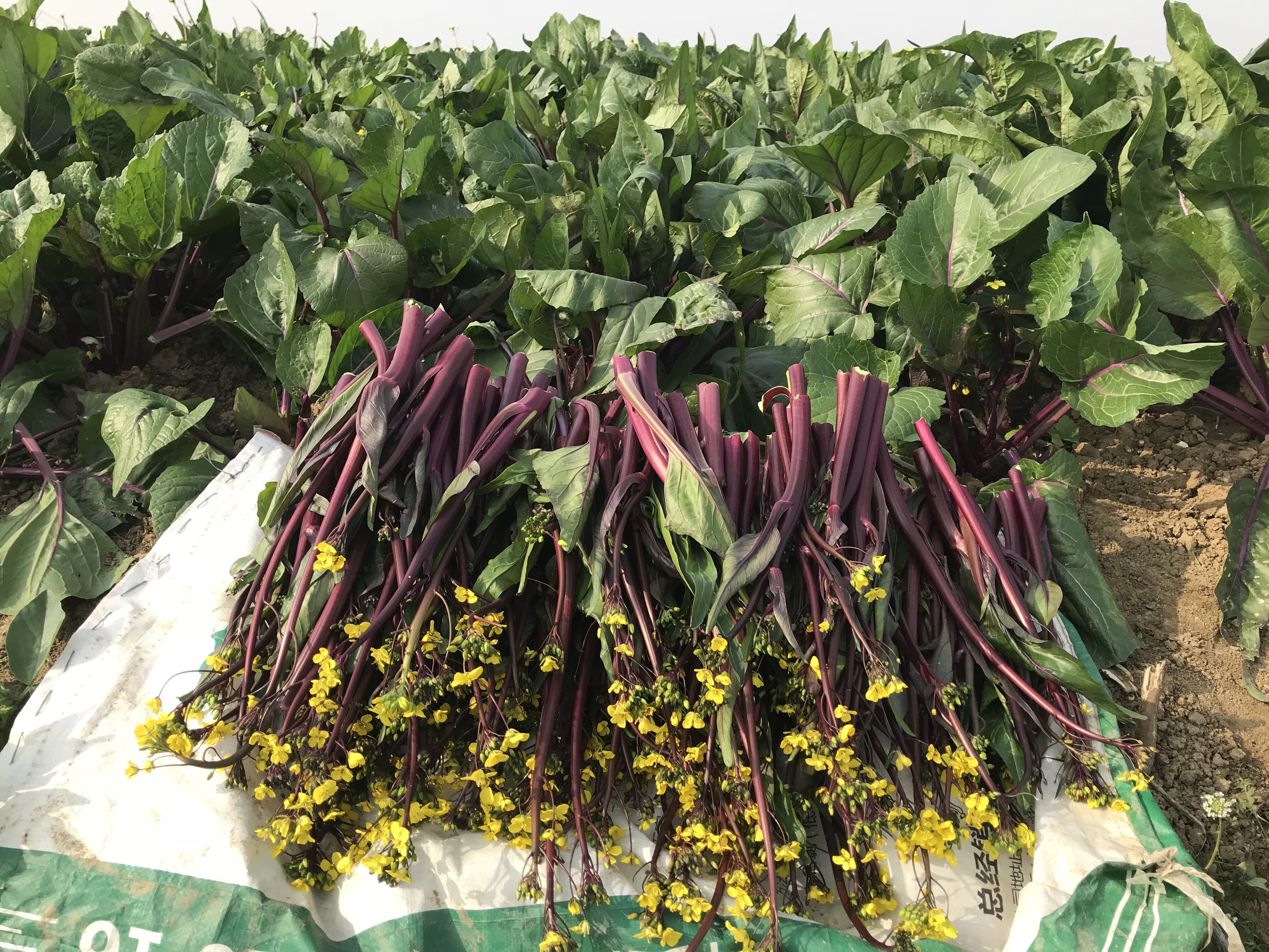 湖北特产农家自种新鲜红菜苔紫菜心洪山菜苔时令蔬菜 现摘5斤包邮