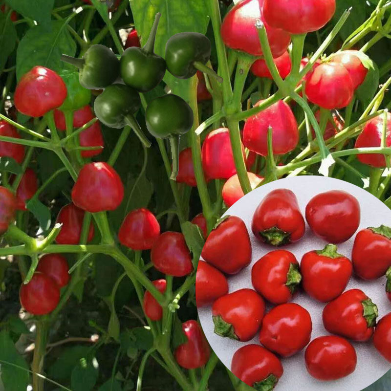 特价韩国真珠鳕鱼肠 托马斯_圆珠椒圆锥椒珍珠椒圆形红泡椒子弹头辣椒