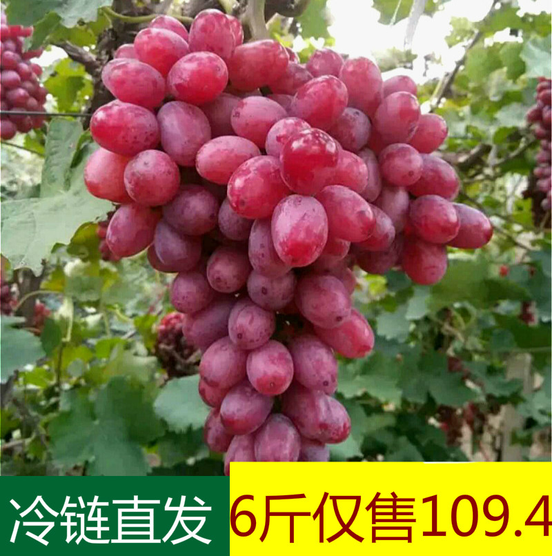 彩云之蒙自 新鲜水果云南阳光玫瑰葡萄 日本晴