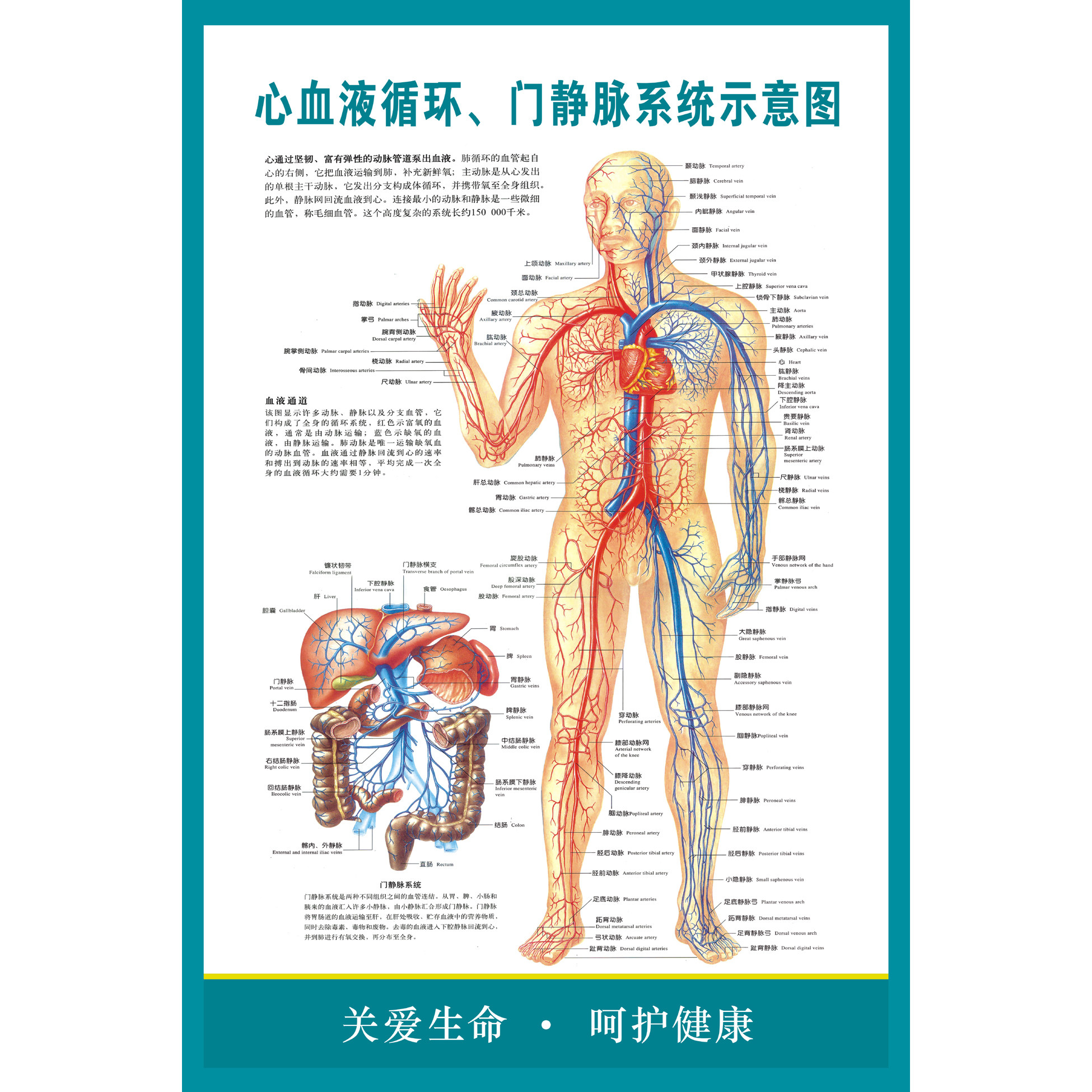血液循环示意图|人体心脑血管示意挂图|人体系统解剖图|医院海报