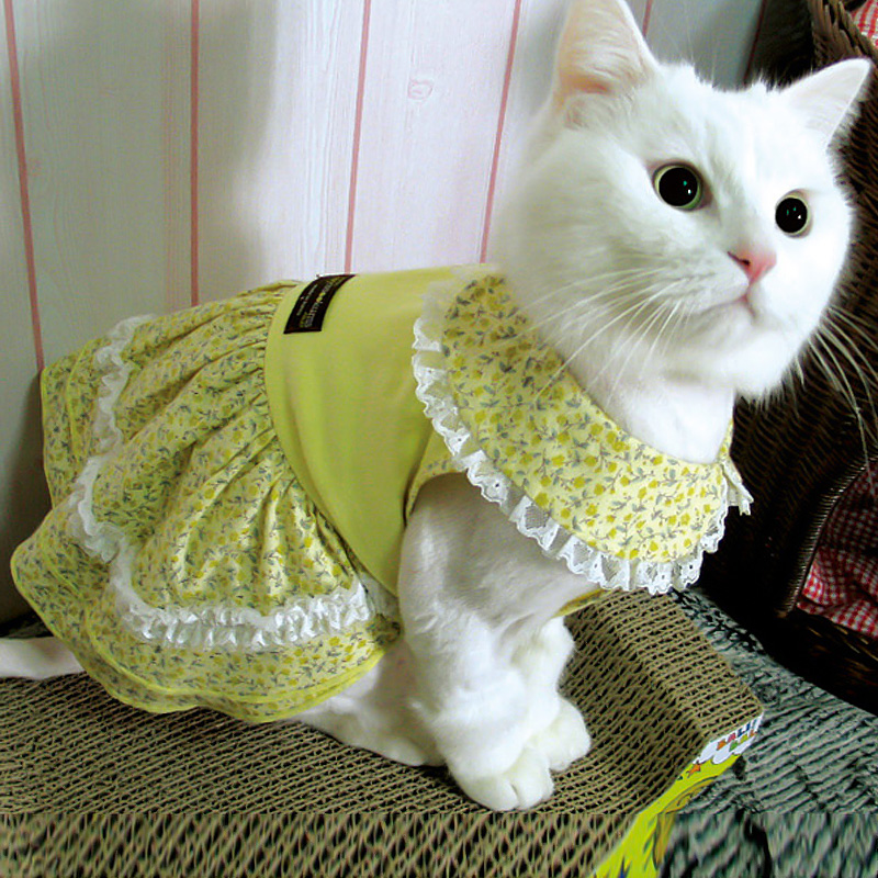 热销宠物猫衣服 可爱