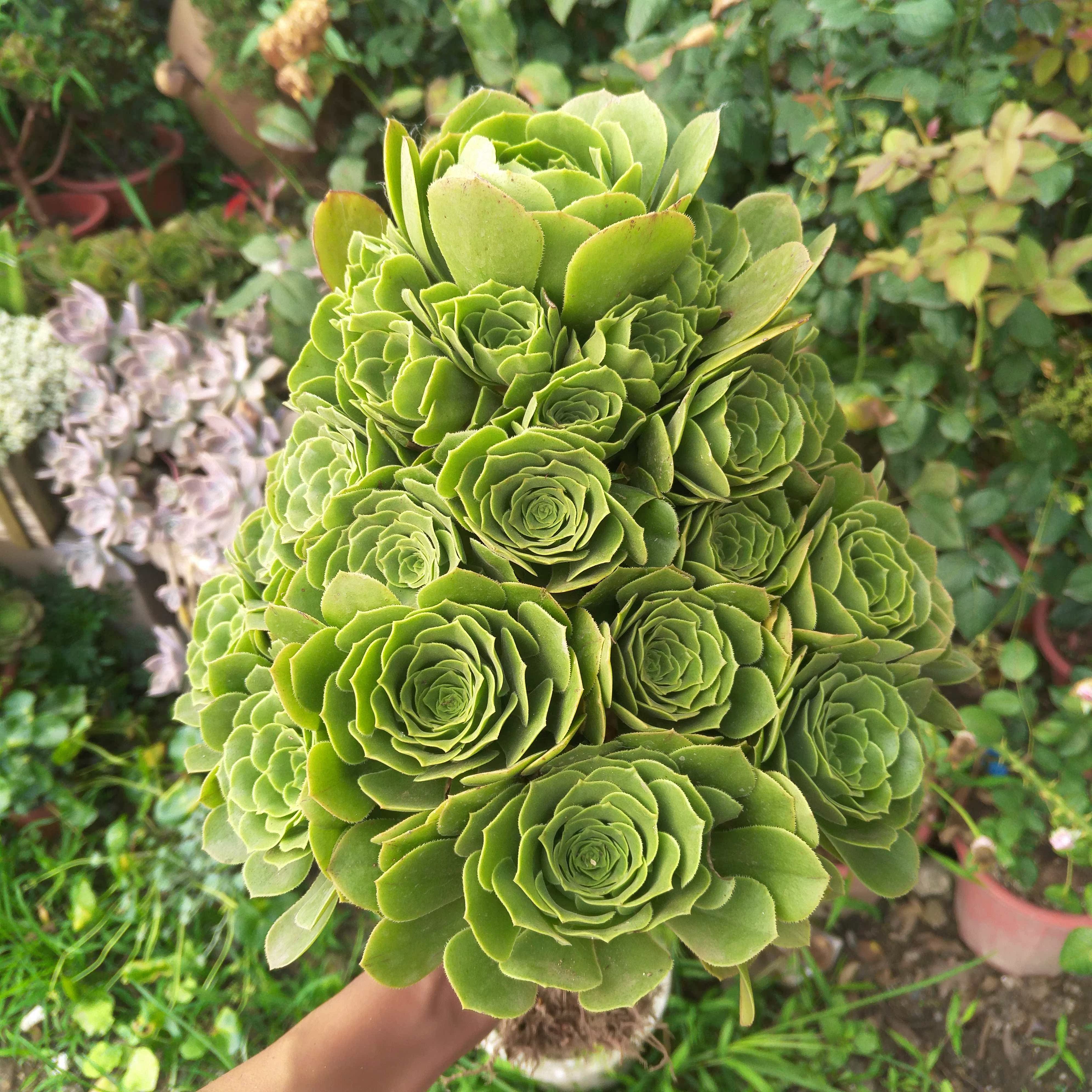 多肉植物法师系列老桩_多肉植物 法师系列老桩 绿羊绒法师老桩香馥
