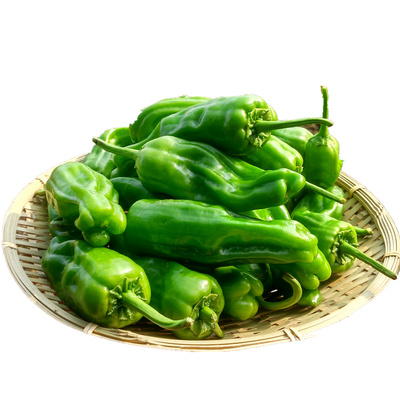 新鲜青椒农家自种新鲜蔬菜青辣椒薄皮微辣虎皮青椒现摘五斤装包邮
