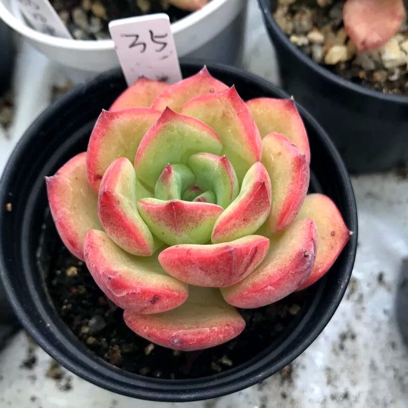 新品叶片插苗轰动 肉嘟嘟植物老桩一物一拍包邮清仓优惠券