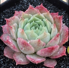 【贵多肉品种】_贵多肉品种图片