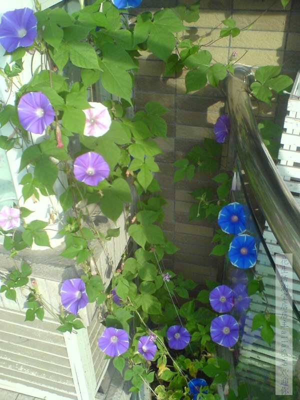 庄月 花卉大花 朝颜牵牛花盆栽易种 爬藤 喇叭花