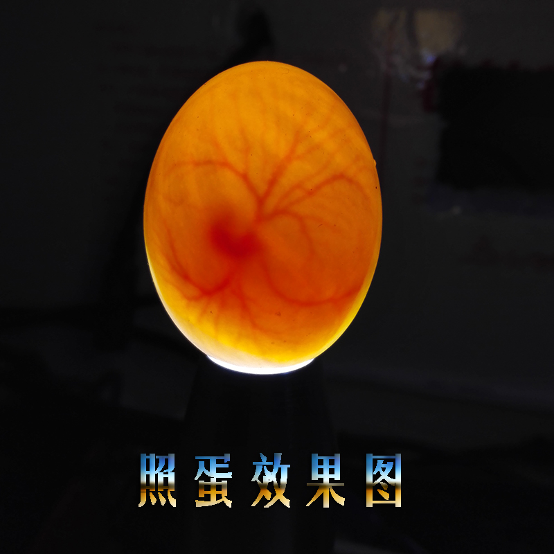 特价老韩照蛋器孵化专用照蛋灯小鸡鸭鹅鸽子鹦鹉鸟