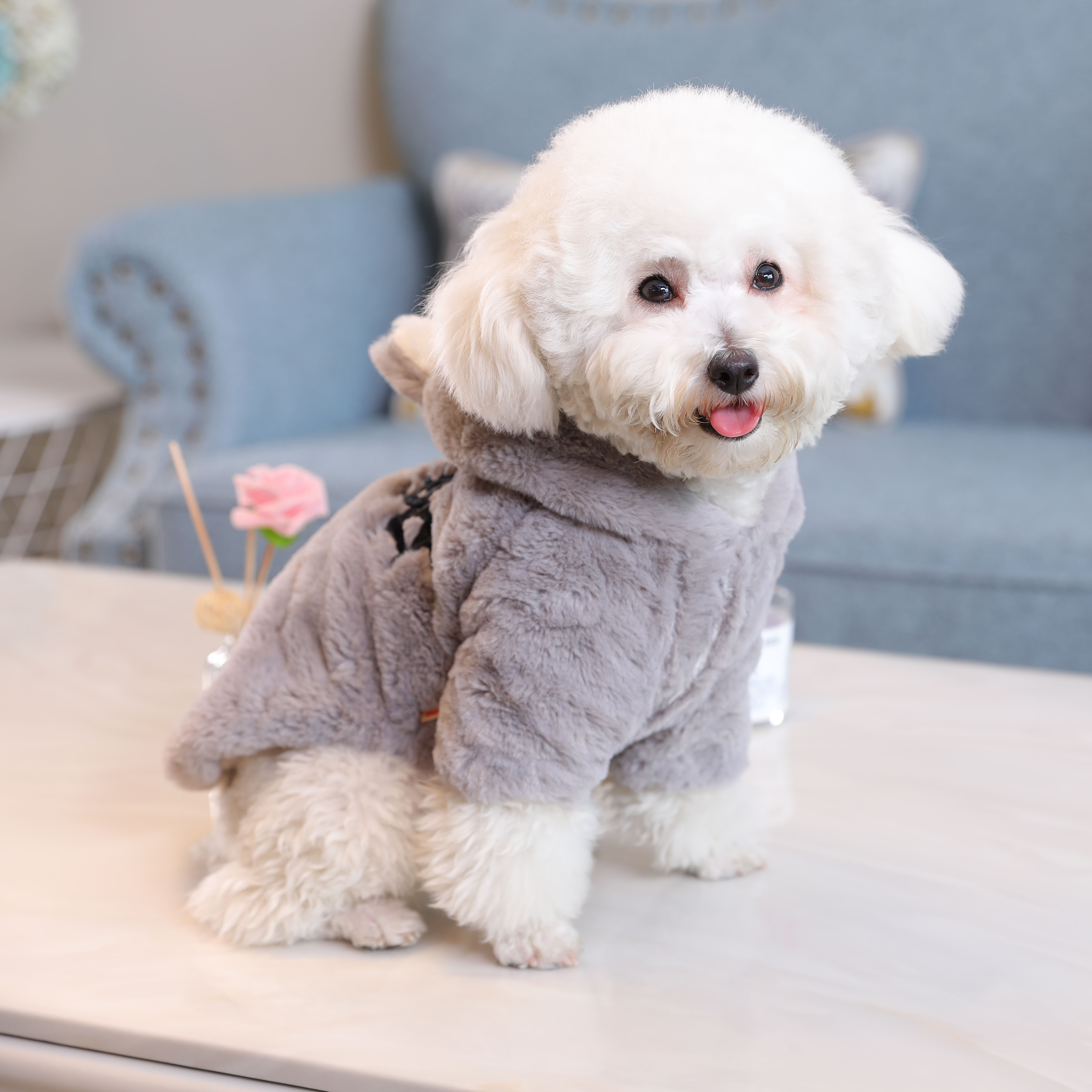 贵宾犬衣服冬装两脚_比熊衣服宠物狗狗法斗贵宾博美中小型幼犬柯基秋