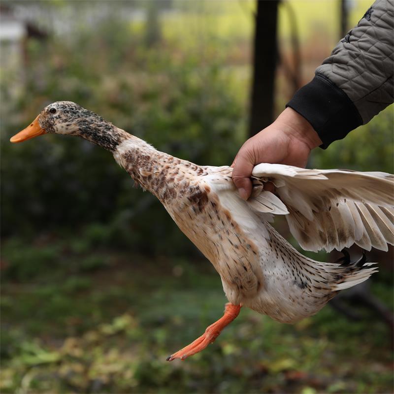 长垣县平安信用卡提现利息怎么算【加︼威信Q