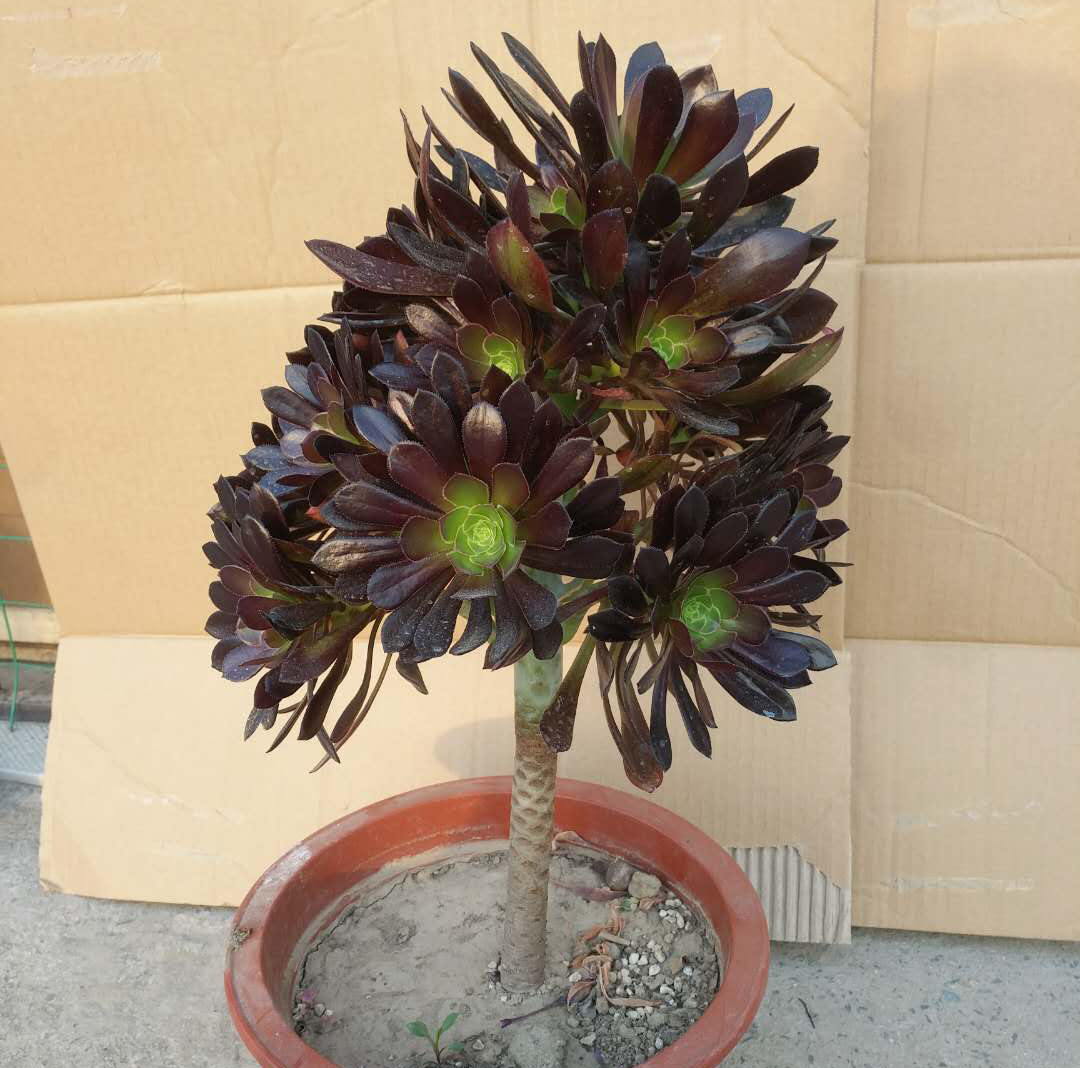 特价黑法师老桩_黑法师老桩多肉植物法师系列办公室客厅花卉绿植盆