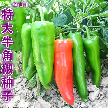 胡麻子,大胡麻,亚麻子,一年生,保证质量.药材种子._7折现价30元