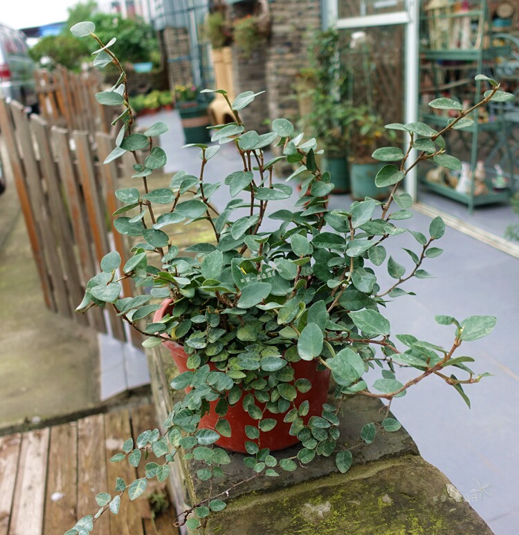 热销露天花_霹雳 爬藤络石 薜荔 盆栽花 耐阴爬墙植物 露天耐晒耐热