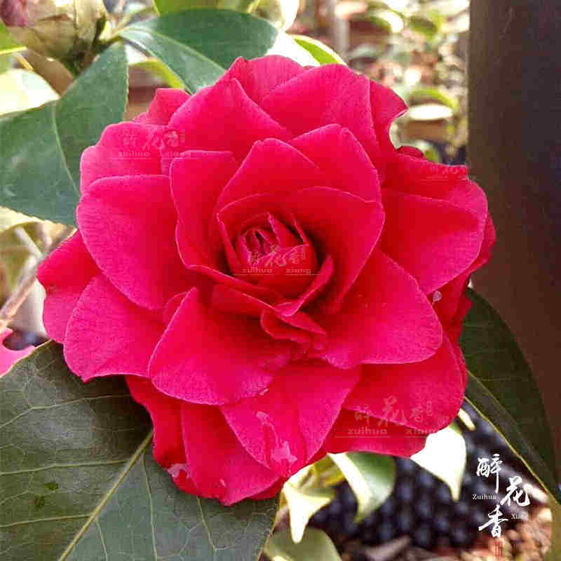 玫瑰花茶花_赛玫瑰山茶花盆栽当年开花大花室内盆栽名贵品种绿植庭院