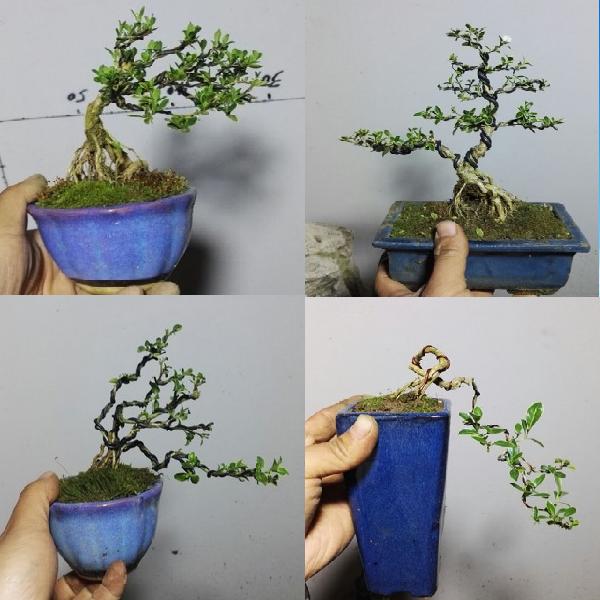 查看淘宝微型盆景实物小品六月雪盆景 金边六月雪盆栽树桩 六月雪盆景