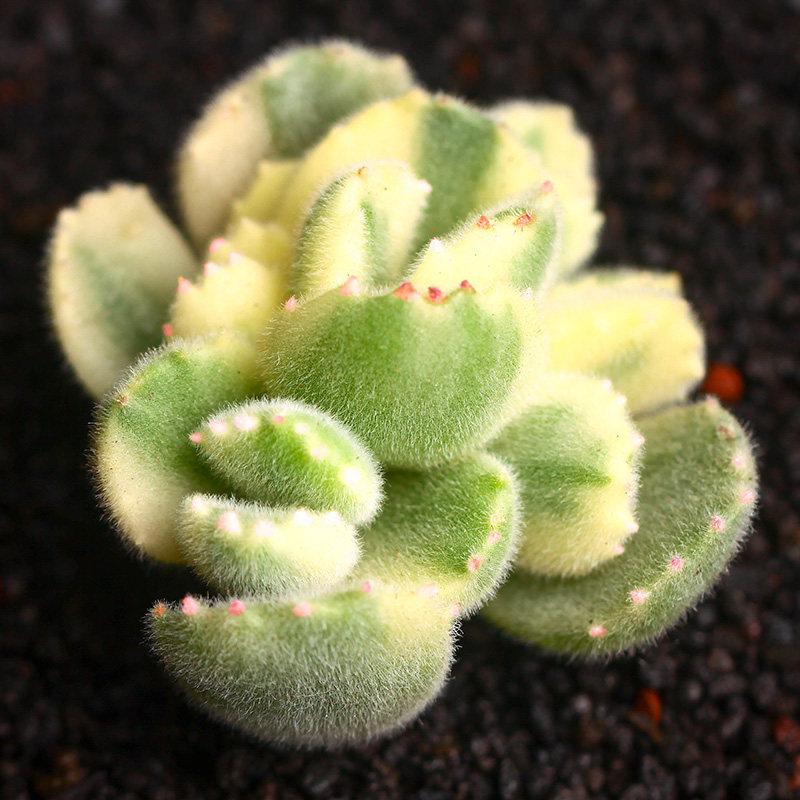 热销熊童子老桩带盆