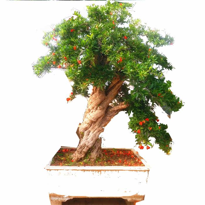 微型石榴盆景 石榴盆栽 石榴苗 室内花卉办公室绿植