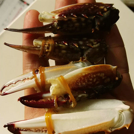 连云港海鲜鲜活新鲜梭子蟹脚 蟹脚钳 小蟹钳 梭子蟹 小脚蟹 蟹腿
