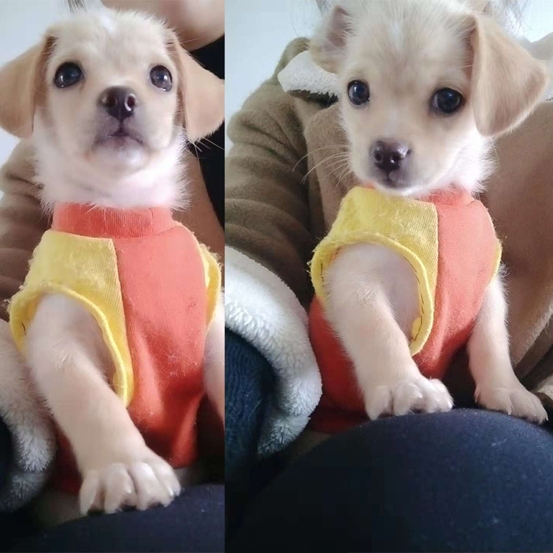 狗活体 家养_小狗活体宠物串串狗家养幼犬长不大真的纯白色活狗卷毛