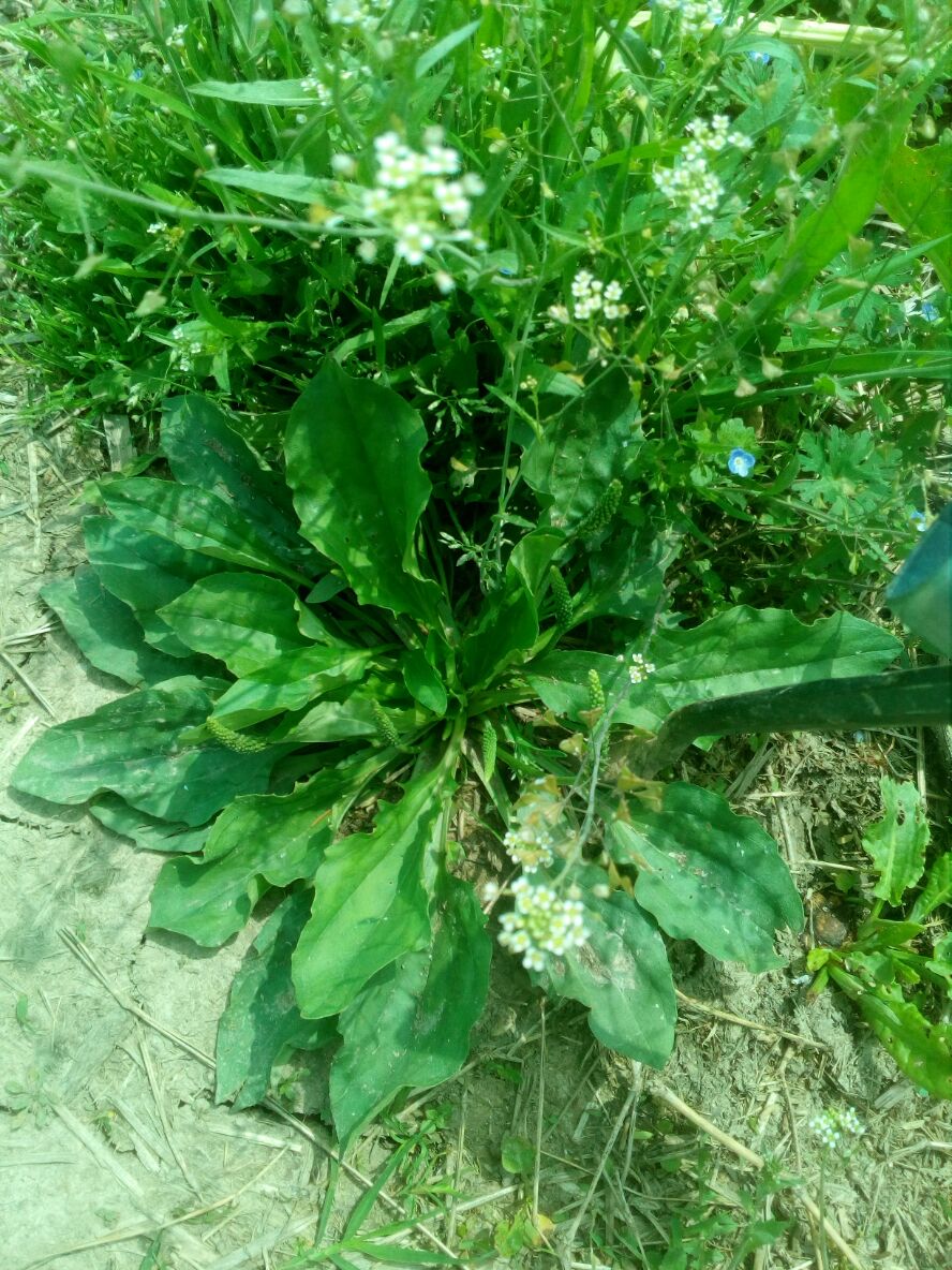 新鲜车前草 车轱辘菜 降酸茶现挖 整颗带根全草野生车钱500g包邮