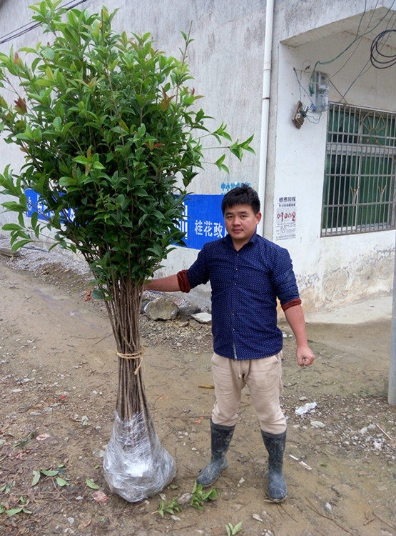 桂花树苗 金桂丹桂2米小苗 一捆50颗包邮