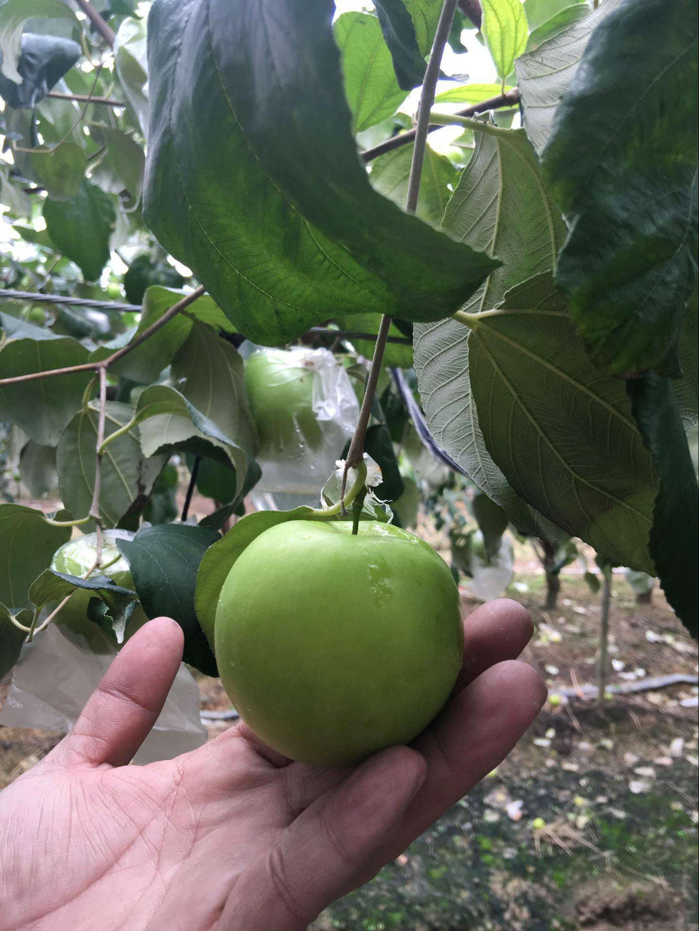 青枣水果包邮 新鲜_台湾牛奶枣大青枣新鲜水果每天现摘 五斤装包邮