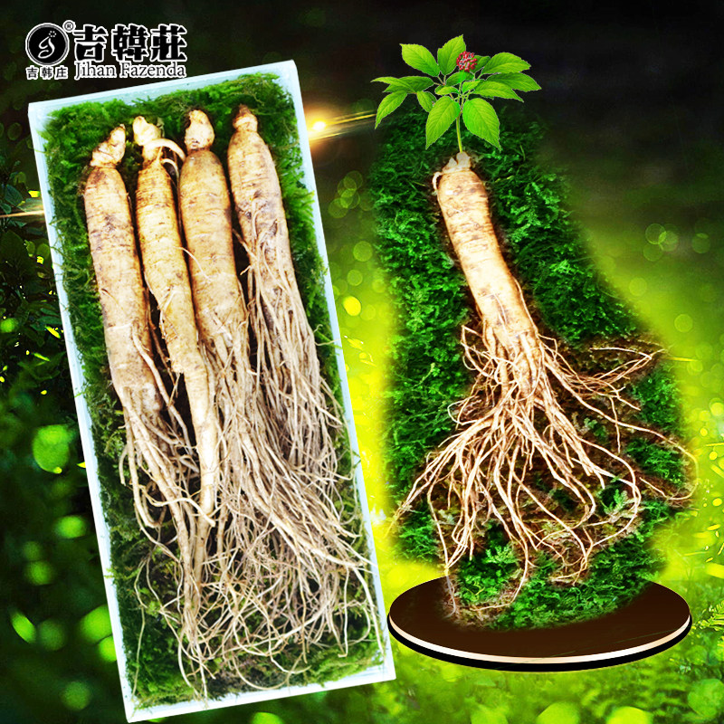 人参鲜人参野山参长白山新鲜参泡酒吉林东北特产