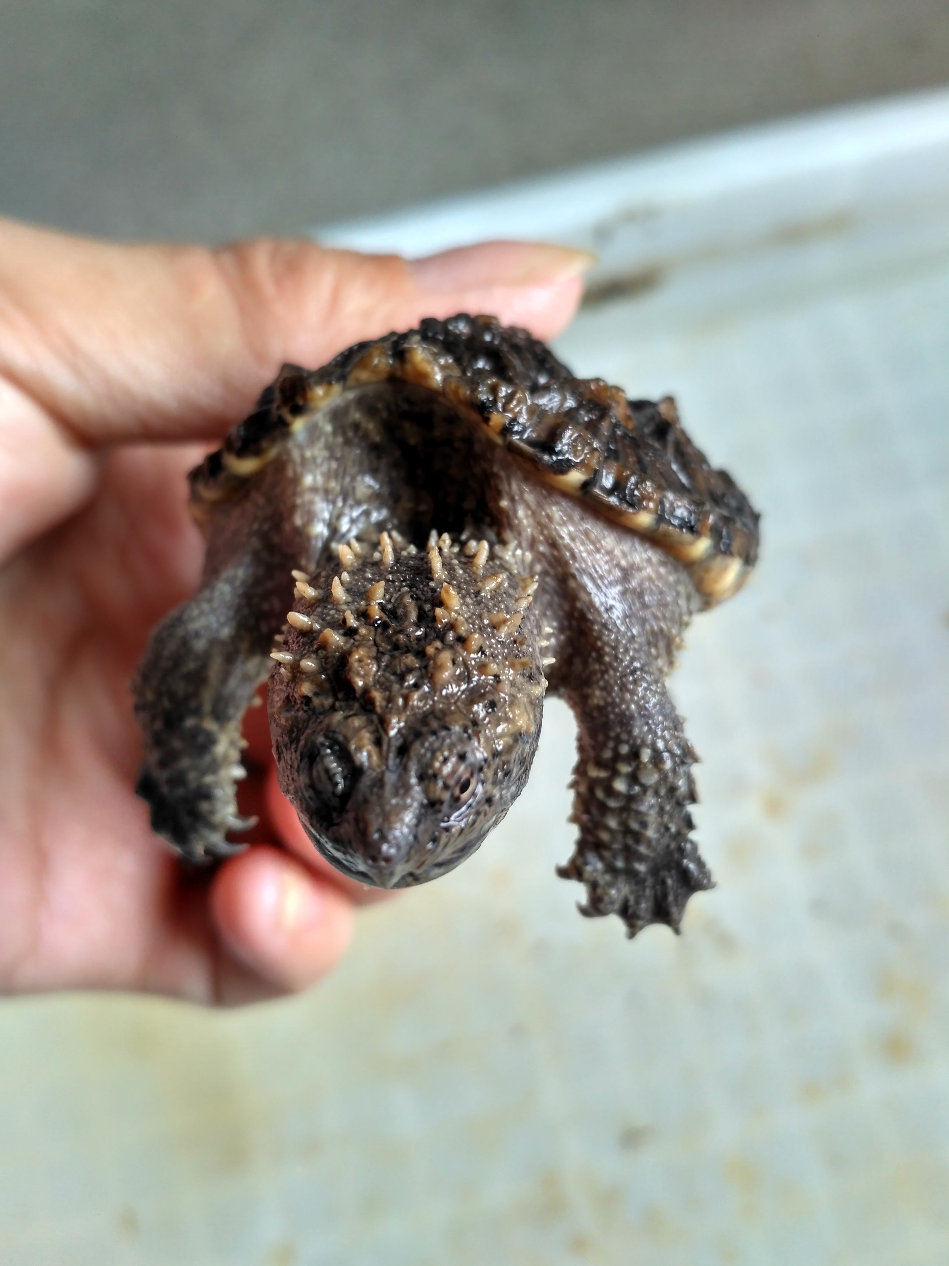 宠物活体 小鳄龟