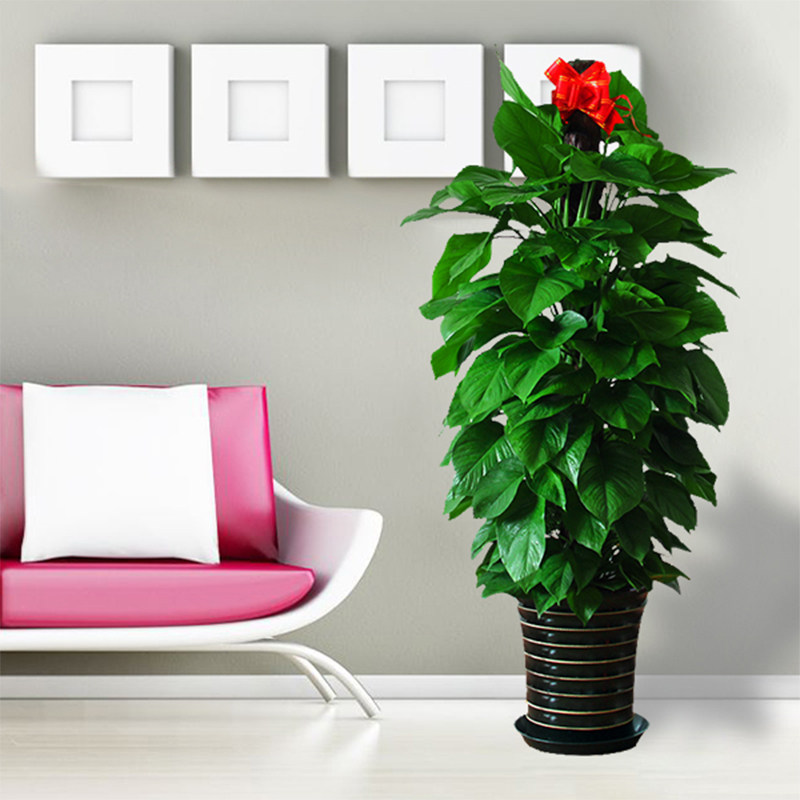 大叶绿萝盆栽客厅办公室大型绿植室内除甲醛净化空气植物武汉同城