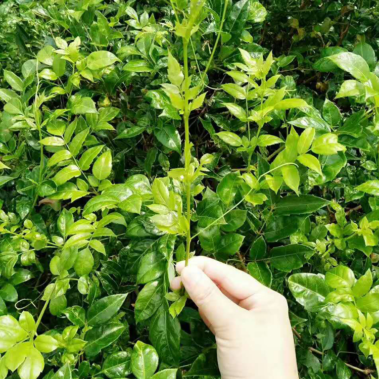 张家界特级野生莓茶土家藤茶长寿莓养生茶甘露神仙草茶清嗓润喉