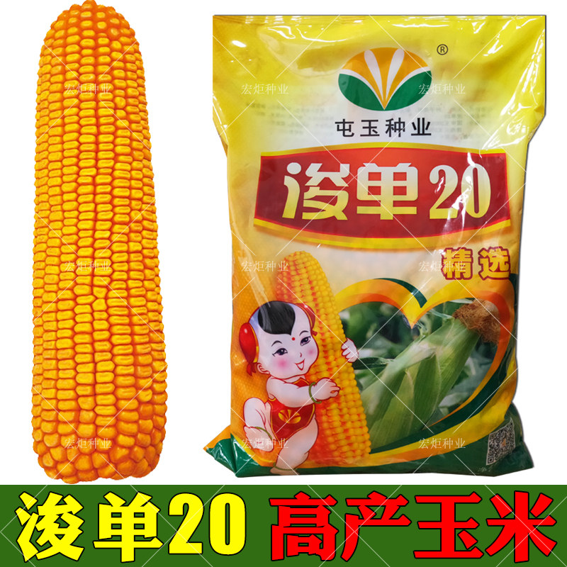 热销长春花种子包邮免运费 四季_高产饲料玉米种子 浚单20 郑单958 抗
