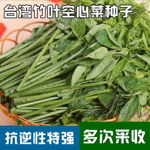 柳叶空心菜种子夏季通心菜青菜四季水生盆栽蔬菜籽菜种四季空心菜图片