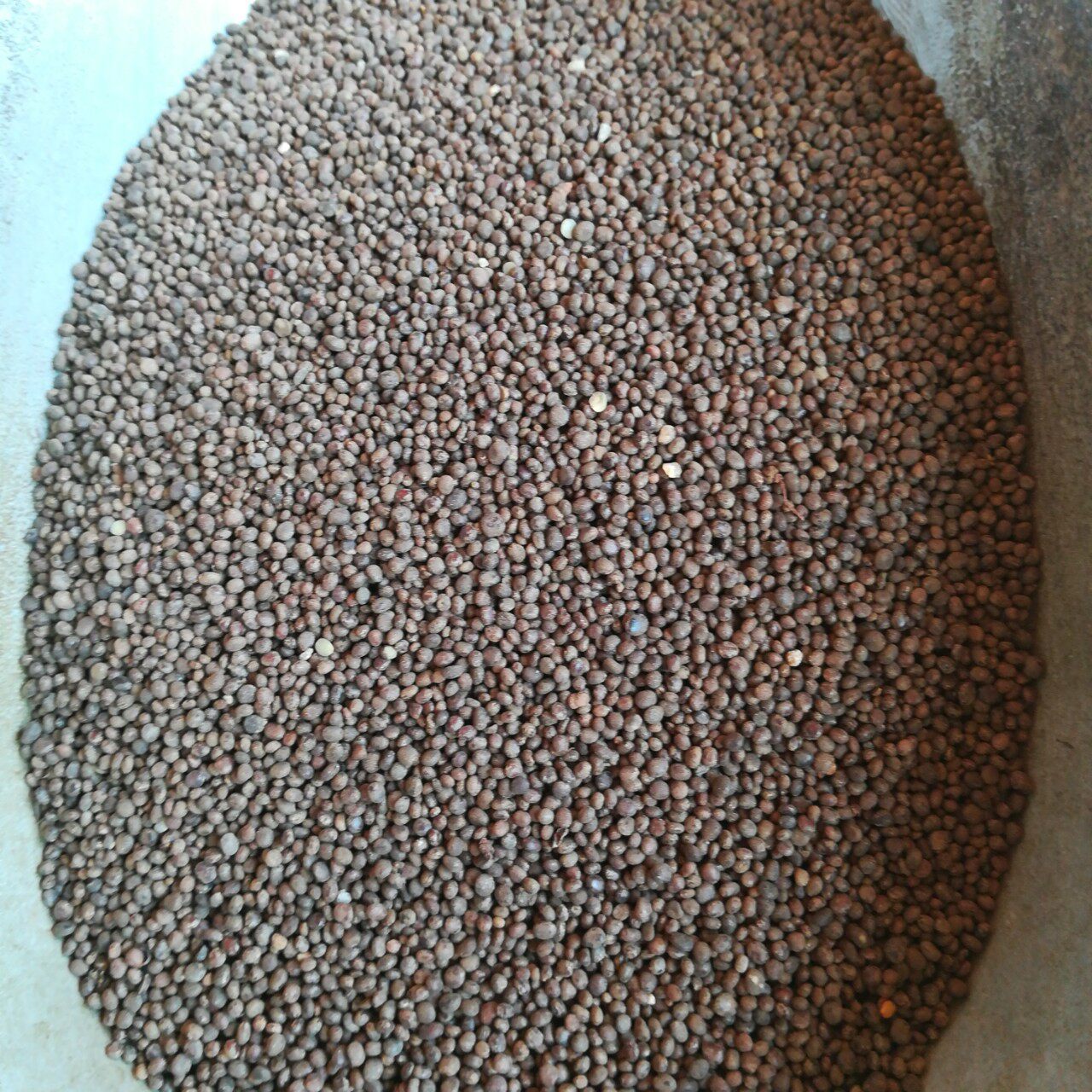 中药材 急性子白凤仙性子灯盏花凤仙花子染指甲花子 500克