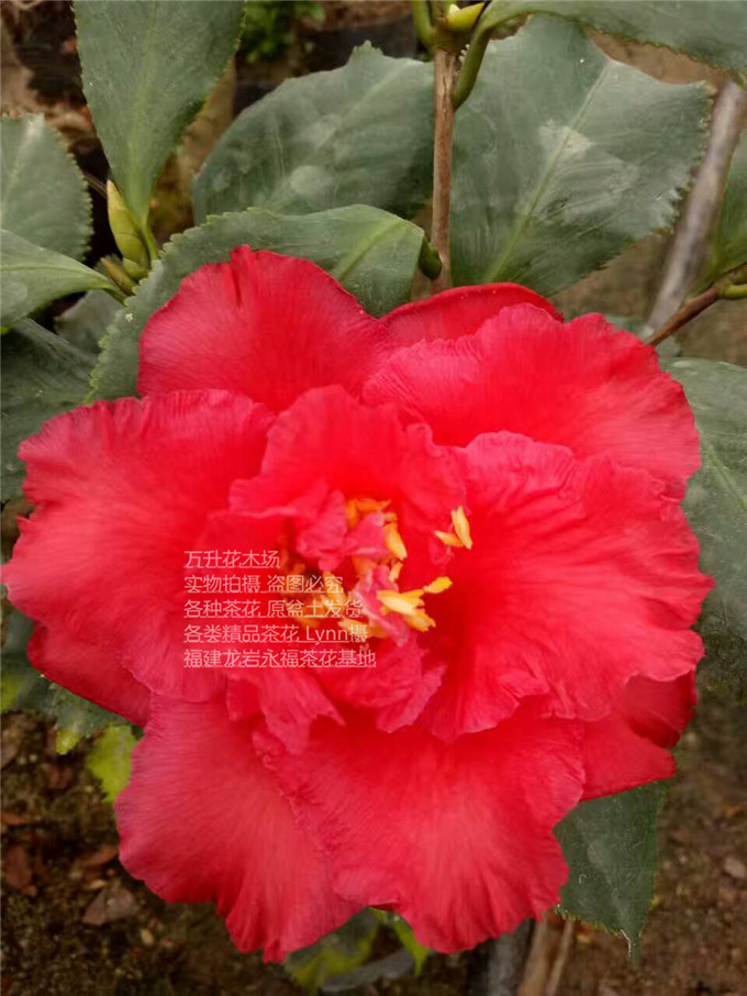 皱叶奇花茶花 奇花 花皱叶皱 花大色艳 奇花异草 名贵茶花