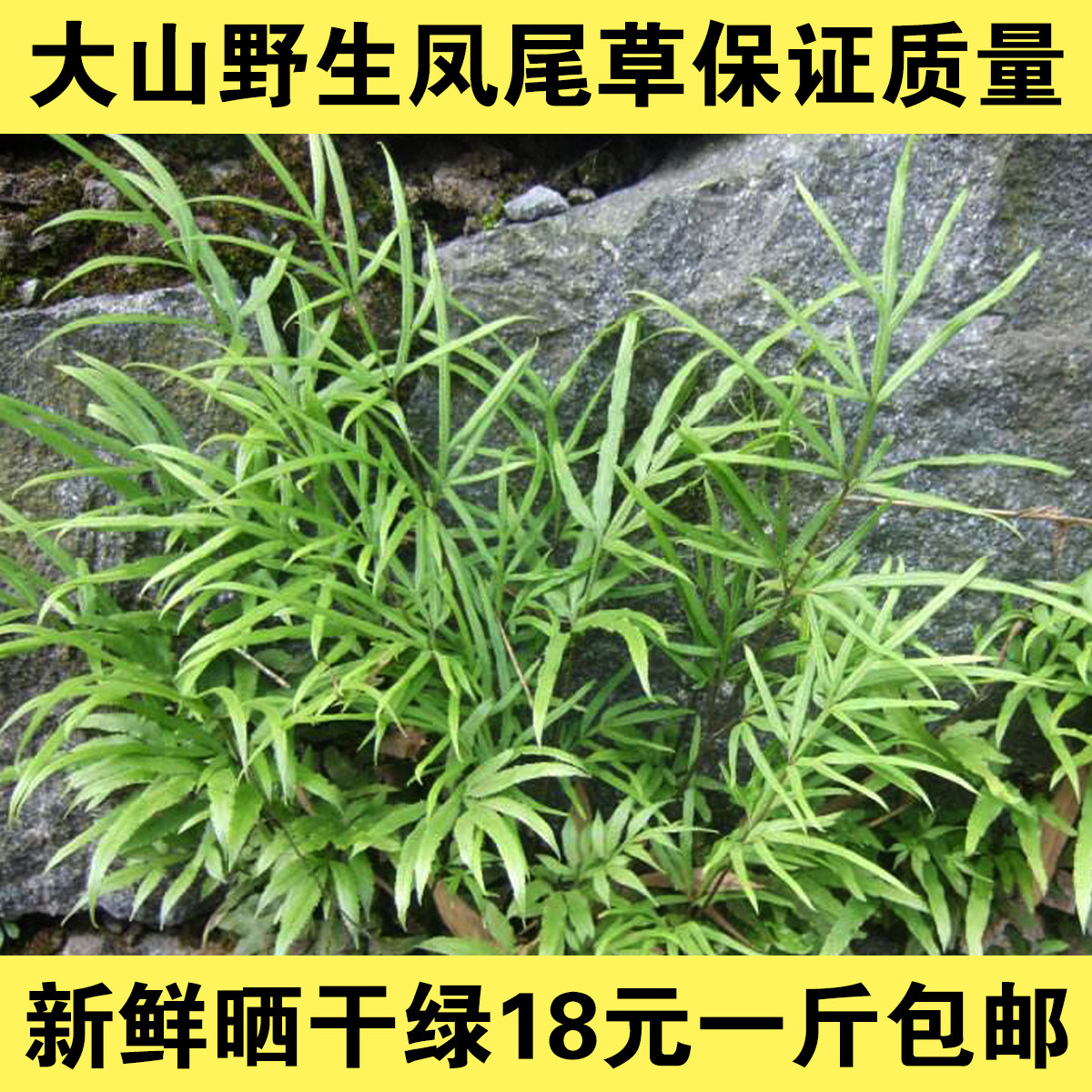 金鸡尾凤凰草井栏草七鸡爪草干品包邮中要材 鸡脚草 18凤尾草野生