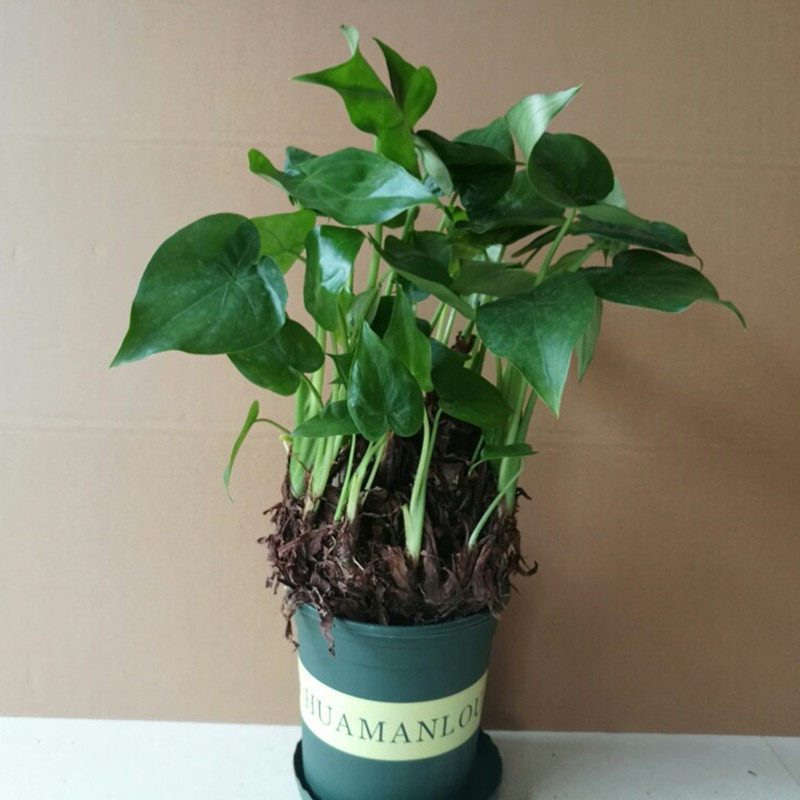 客厅绿植花卉盆栽 水培滴水观音 千手观音 吸甲醛 防电脑辐射包邮