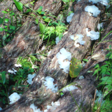 【通江银耳野生椴木】最新最全通江银耳野生椴