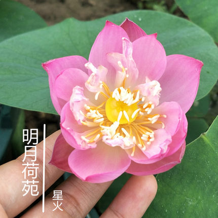 【楚女】种藕小型可微盆栽荷花碗莲阳台水生花卉多年生观花植物_7折