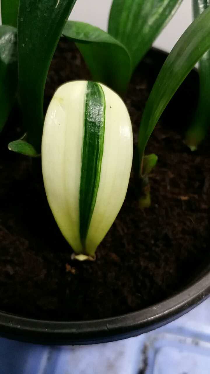 特价君子兰盆栽 彩兰_长春君子兰高端精品福伦彩兰鸳鸯金丝一线天瓷白