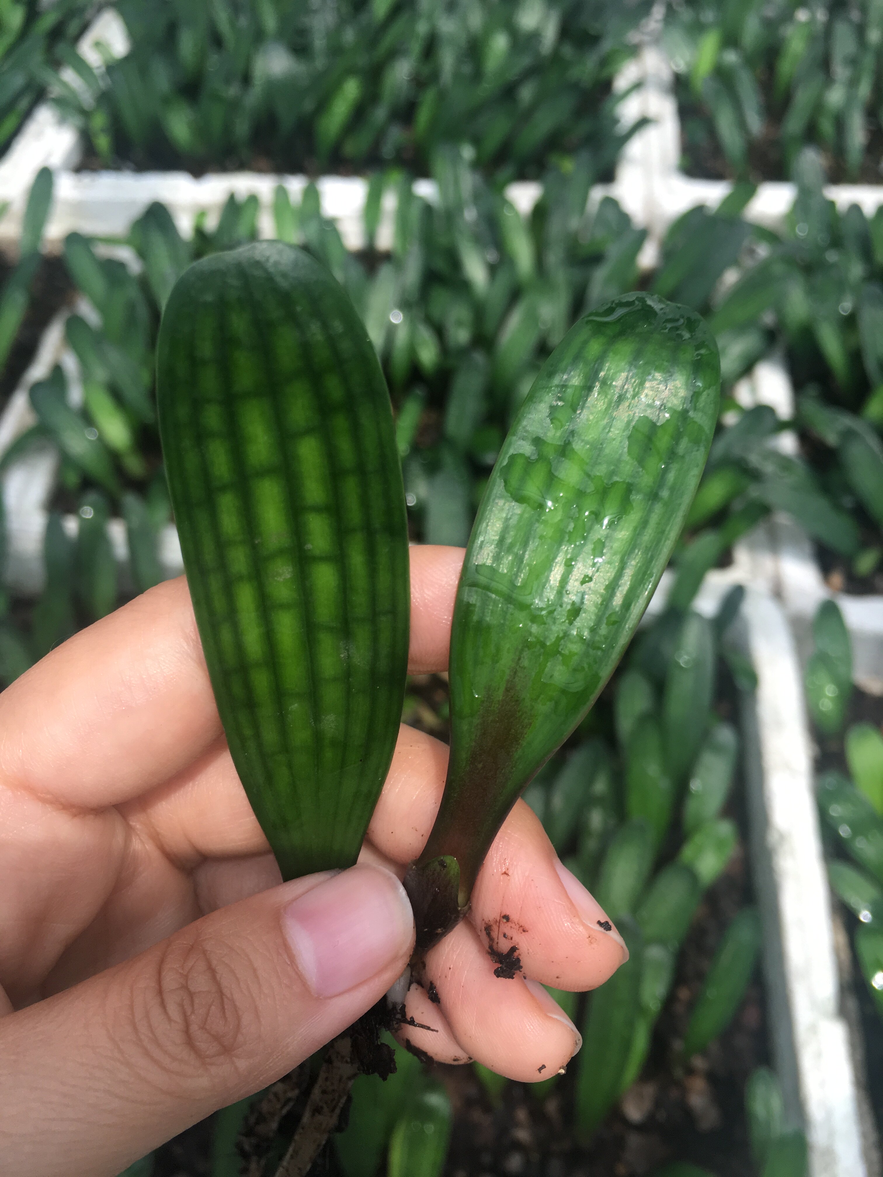 长春君子兰精品小苗腊膜油匠圆头麻脸立板插座技师室内盆栽绿植