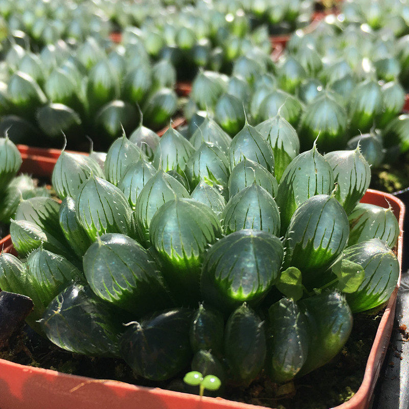 帝玉露特选品种日本进口玉露实生窗透亮图三