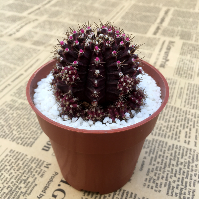 仙人球开花包邮_紫牡丹开花仙人球多肉植物带花苞包邮室内阳台盆栽