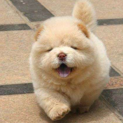 温州出售纯种松狮幼犬面包脸大肉嘴活体宠物狗幼崽中型犬狮子狗