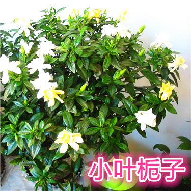 栀子花苗 小叶栀子大叶栀子 雀舌栀子 牡丹栀子 大花栀子花香浓郁